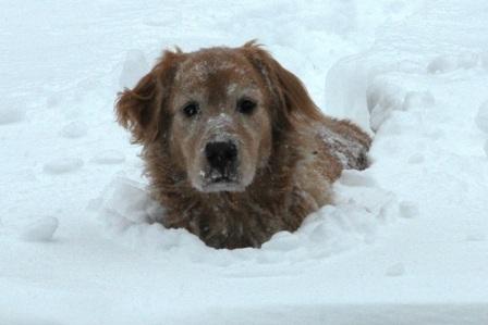 Snowed Under with Traffic Exchanges